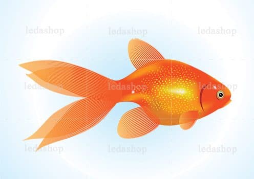وکتور ماهی قرمز عید لایه باز