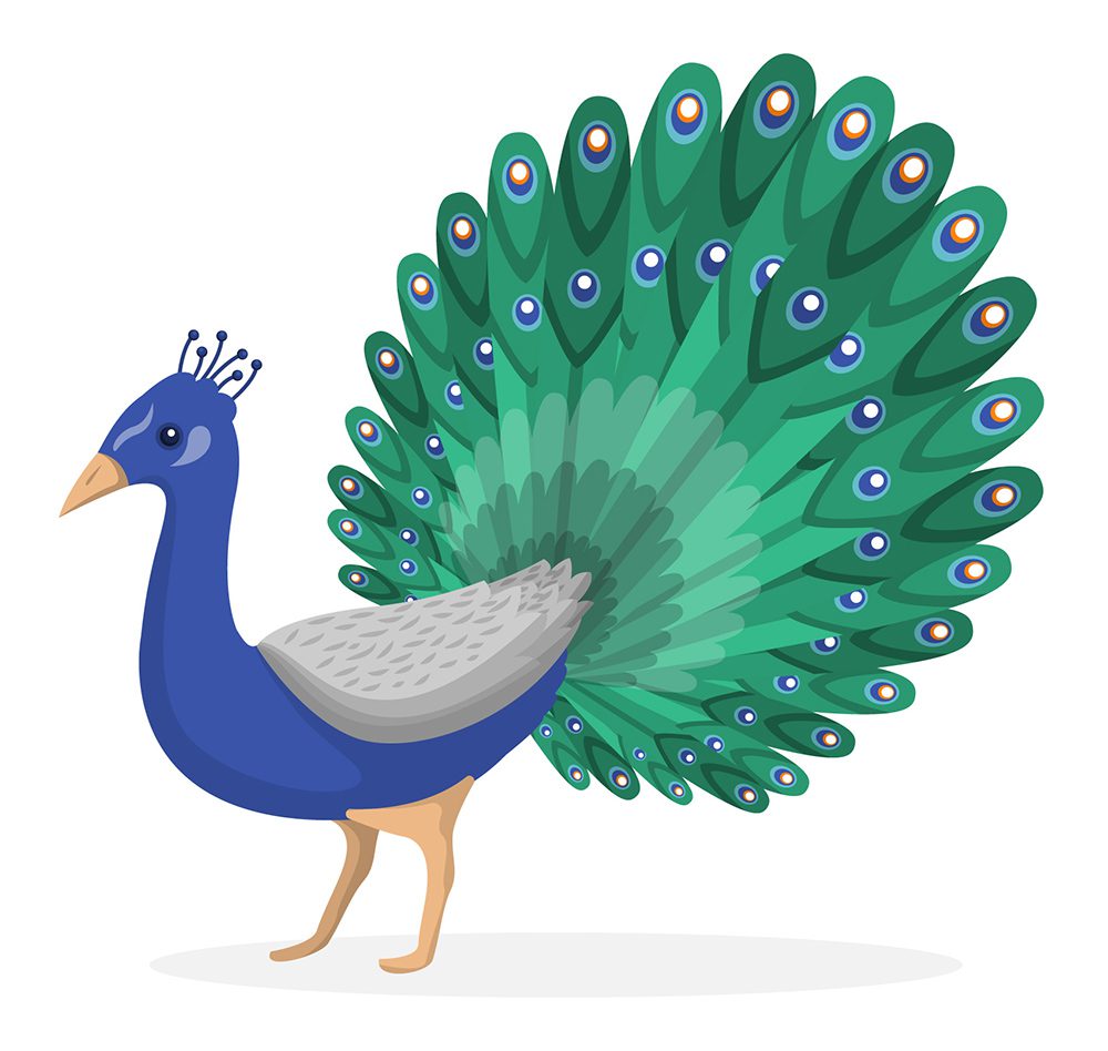 وکتور طاووس لایه باز