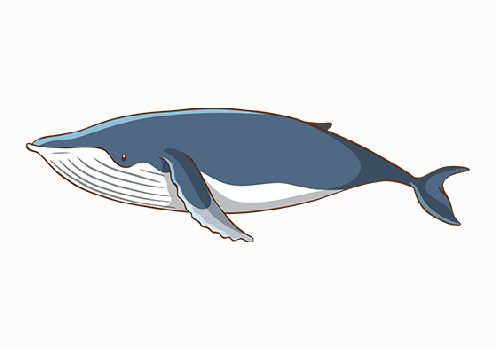 وکتور نهنگ لایه باز
